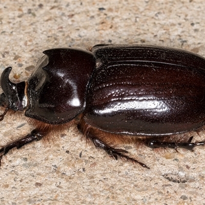 Dasygnathus sp. (genus) (Rhinoceros beetle) at Melba, ACT - 22 Jan 2025 by kasiaaus