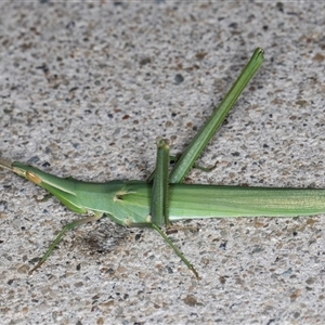 Acrida conica (Giant green slantface) at Melba, ACT by kasiaaus