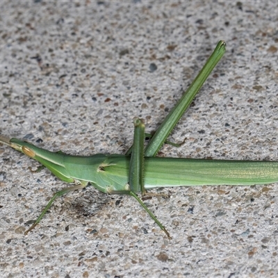 Acrida conica (Giant green slantface) at Melba, ACT - 22 Jan 2025 by kasiaaus