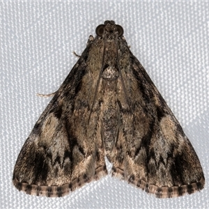 Salma cinerascens (A Pyralid moth) at Melba, ACT by kasiaaus