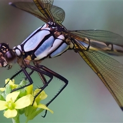 Diphlebia nymphoides at Strathnairn, ACT - 23 Jan 2025 by jb2602