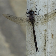 Unidentified Dragonfly (Anisoptera) at Lenah Valley, TAS - 24 Jan 2025 by VanessaC