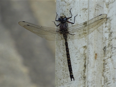 Austroaeschna tasmanica (Tasmanian Darner) at Lenah Valley, TAS - 24 Jan 2025 by VanessaC