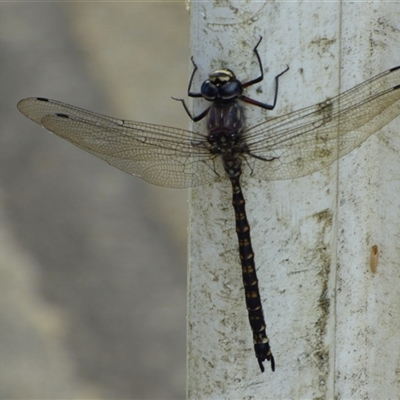 Austroaeschna tasmanica (Tasmanian Darner) at Lenah Valley, TAS - 24 Jan 2025 by VanessaC