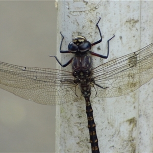 Austroaeschna tasmanica at Lenah Valley, TAS - 24 Jan 2025 04:58 PM