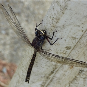 Austroaeschna tasmanica at Lenah Valley, TAS - 24 Jan 2025 04:58 PM