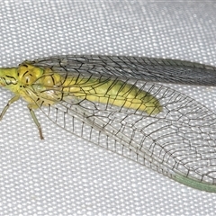 Calochrysa extranea (A green lacewing) at Melba, ACT - 22 Jan 2025 by kasiaaus