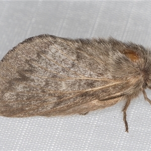 Pernattia pusilla at Melba, ACT - 22 Jan 2025 11:09 PM