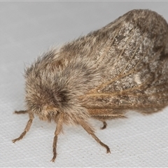 Pernattia pusilla at Melba, ACT - 22 Jan 2025 11:09 PM