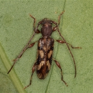 Bethelium diversicorne at Melba, ACT - 22 Jan 2025 11:11 PM