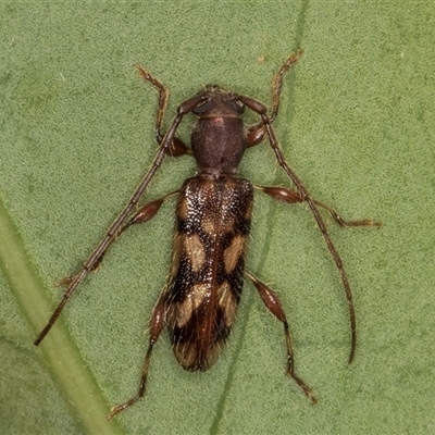 Bethelium diversicorne (Wattle Longhorn) at Melba, ACT - 22 Jan 2025 by kasiaaus