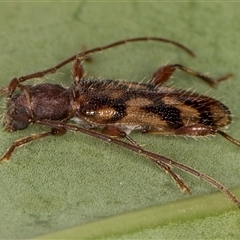 Bethelium diversicorne at Melba, ACT - 22 Jan 2025 11:11 PM