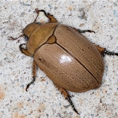 Anoplognathus pallidicollis (Cashew beetle) at Melba, ACT - 22 Jan 2025 by kasiaaus