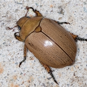 Anoplognathus pallidicollis (Cashew beetle) at Melba, ACT by kasiaaus