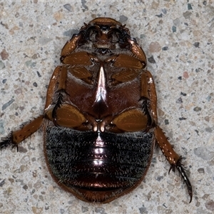 Anoplognathus pallidicollis at Melba, ACT - 22 Jan 2025 11:15 PM