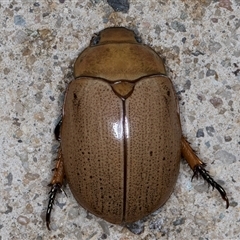 Anoplognathus pallidicollis at Melba, ACT - 22 Jan 2025 11:15 PM