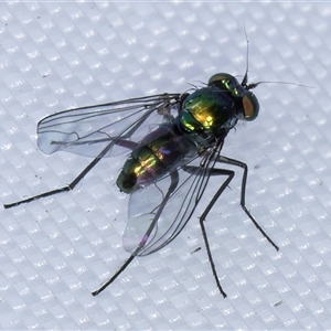 Sciapodinae (subfamily) (A long-legged fly) at Melba, ACT by kasiaaus