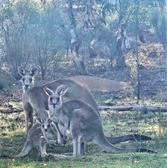 Macropus giganteus (Eastern Grey Kangaroo) at Denman Prospect, ACT - 24 Jan 2025 by AaronClausen