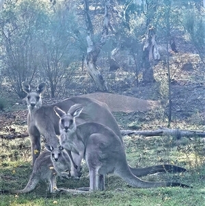 Macropus giganteus (Eastern Grey Kangaroo) at Denman Prospect, ACT by AaronClausen