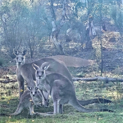 Macropus giganteus (Eastern Grey Kangaroo) at Denman Prospect, ACT - 24 Jan 2025 by AaronClausen