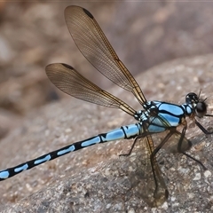 Diphlebia nymphoides at Strathnairn, ACT - 23 Jan 2025 by jb2602