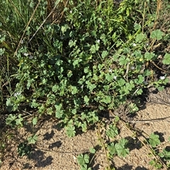 Malva neglecta (Dwarf Mallow) at Weston, ACT - 24 Jan 2025 by Mike