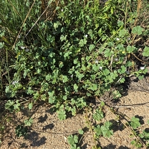 Malva neglecta at Weston, ACT - 24 Jan 2025 05:17 PM