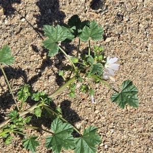 Malva neglecta at Weston, ACT - 24 Jan 2025 05:17 PM