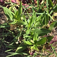 Saponaria officinalis (Soapwort, Bouncing Bet) at Uriarra Village, ACT - 24 Jan 2025 by Mike