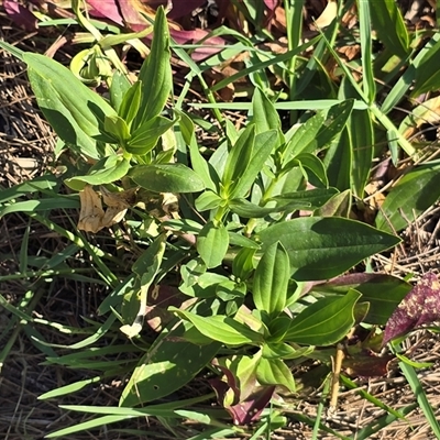 Saponaria officinalis (Soapwort, Bouncing Bet) at Uriarra Village, ACT - 24 Jan 2025 by Mike