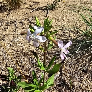 Saponaria officinalis at Uriarra Village, ACT - 24 Jan 2025 05:12 PM