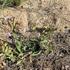 Saponaria officinalis at Uriarra Village, ACT - 24 Jan 2025 05:12 PM