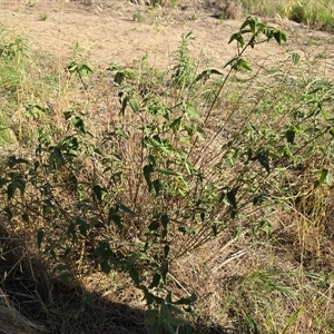 Pavonia hastata (Spearleaf Swampmallow) at Uriarra Village, ACT by Mike