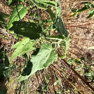 Pavonia hastata at Uriarra Village, ACT - 24 Jan 2025 05:08 PM