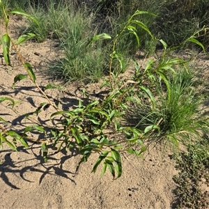 Persicaria lapathifolia (Pale Knotweed) at Uriarra Village, ACT by Mike