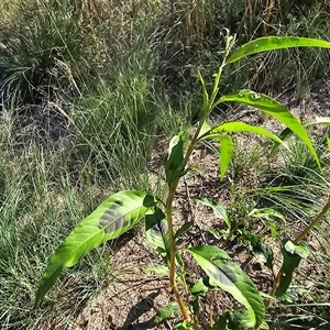 Persicaria lapathifolia at Uriarra Village, ACT - 24 Jan 2025 05:02 PM