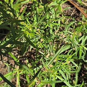 Alternanthera denticulata (Lesser Joyweed) at Uriarra Village, ACT by Mike