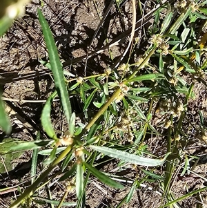 Alternanthera denticulata at Uriarra Village, ACT - 24 Jan 2025 04:47 PM