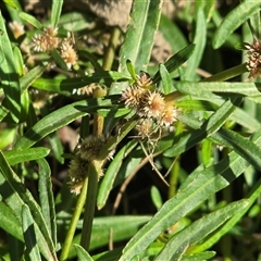 Alternanthera denticulata at Uriarra Village, ACT - 24 Jan 2025 04:47 PM