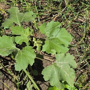 Xanthium strumarium (Noogoora Burr, Cockle Burr) at Uriarra Village, ACT by Mike