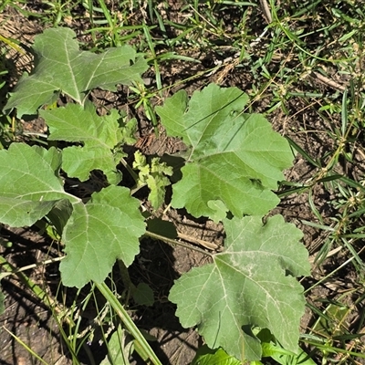 Xanthium strumarium (Noogoora Burr, Cockle Burr) at Uriarra Village, ACT - 24 Jan 2025 by Mike