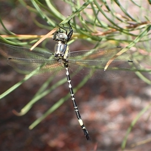 Parasynthemis regina (Royal Tigertail) at Murrumbateman, NSW by SimoneC