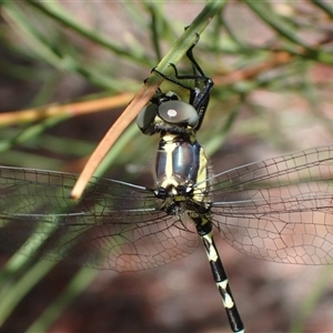 Parasynthemis regina at Murrumbateman, NSW - 24 Jan 2025 12:21 PM