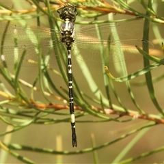 Parasynthemis regina at Murrumbateman, NSW - 24 Jan 2025 12:21 PM