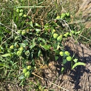 Euphorbia lathyris (Caper Spurge) at Uriarra Village, ACT by Mike