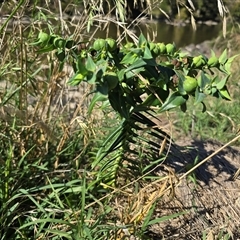 Euphorbia lathyris at Uriarra Village, ACT - 24 Jan 2025 04:39 PM