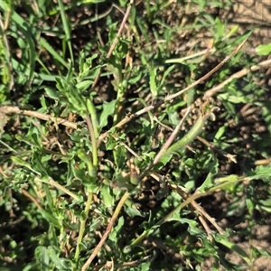 Oenothera indecora subsp. bonariensis at Uriarra Village, ACT - 24 Jan 2025 04:37 PM