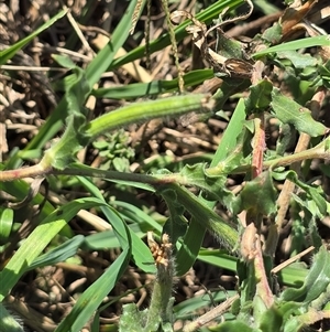 Oenothera indecora subsp. bonariensis at Uriarra Village, ACT - 24 Jan 2025 04:37 PM