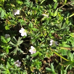 Geranium sp. Pleated sepals (D.E.Albrecht 4707) Vic. Herbarium (Naked Crane's-bill) at Uriarra Village, ACT - 24 Jan 2025 by Mike