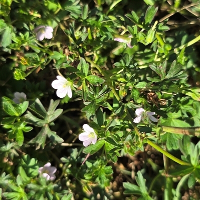 Geranium sp. Pleated sepals (D.E.Albrecht 4707) Vic. Herbarium (Naked Crane's-bill) at Uriarra Village, ACT - 24 Jan 2025 by Mike